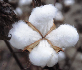 Cotton Exporter Brazil Cotton Supplier Brazil