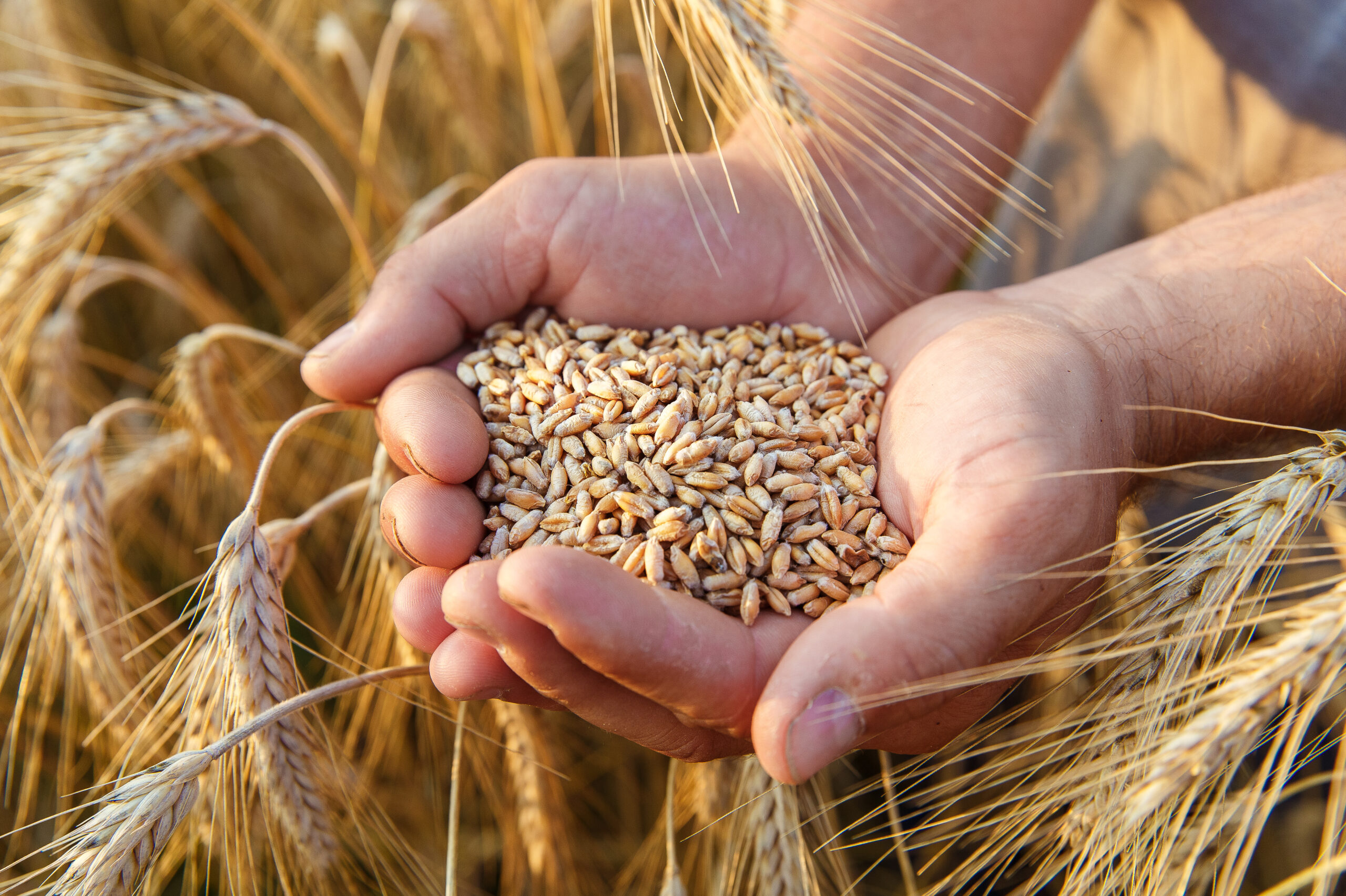 Wheat Exporter Brazil Wheat Supplier Brazil