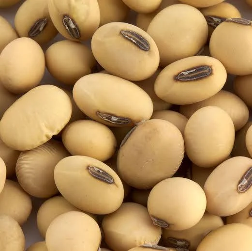 Soybeans Exporter Brazil Soybeans Supplier Brazil