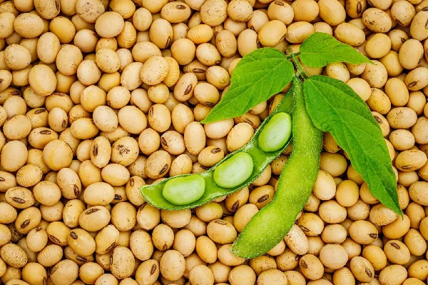 Genetically Modified Soybeans Exporter Brazil Genetically Modified Soybeans Supplier Brazil