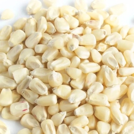 White Corn Exporter Brazil White Corn Supplier Brazil