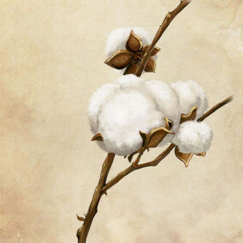 Sea Island Cotton Exporter Brazil Sea Island Cotton Supplier Brazil