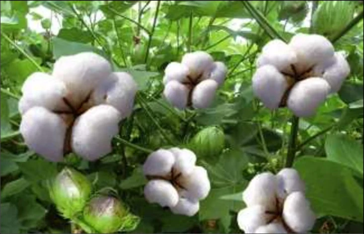 Organic Cotton Exporter Brazil Organic Cotton Supplier Brazil