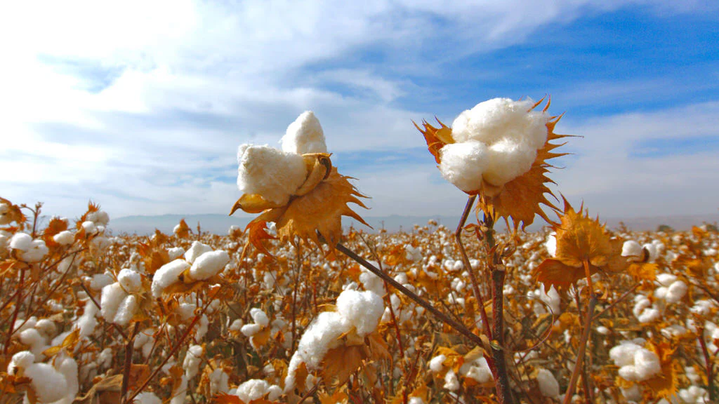 Pima Cotton Exporter Brazil Pima Cotton Supplier Brazil