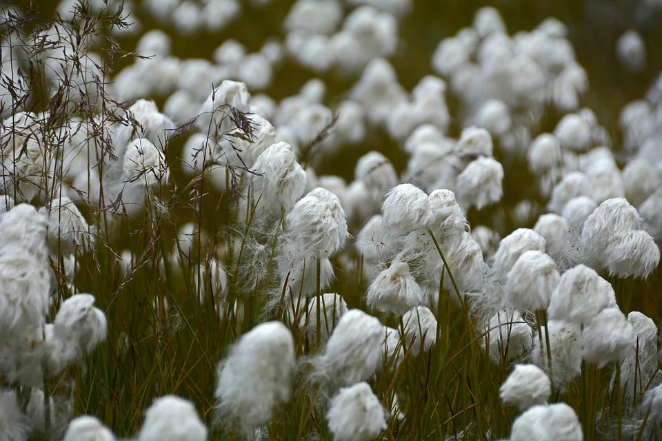 Egyptian Cotton Exporter Brazil Egyptian Cotton Supplier Brazil