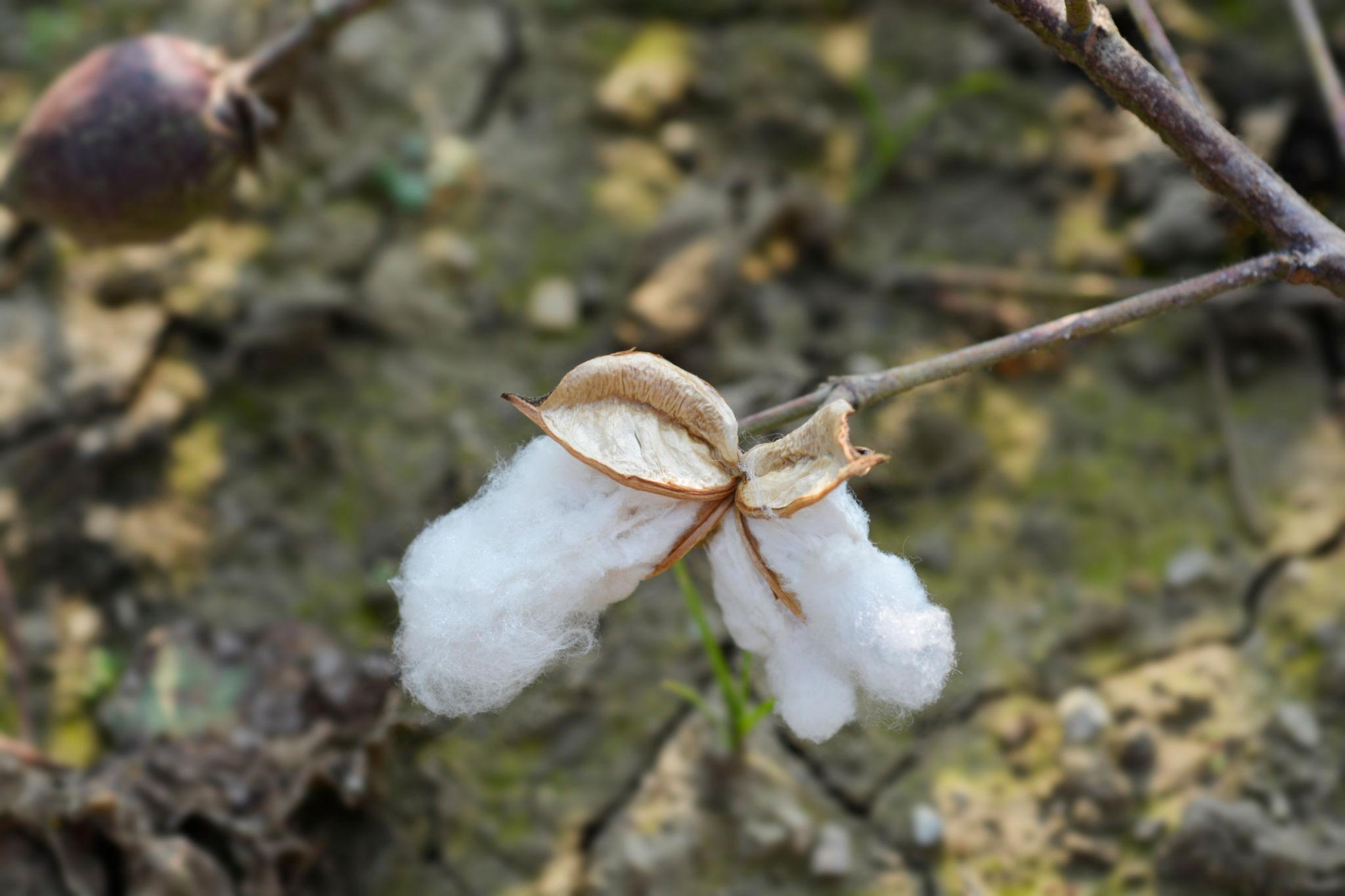 Upland Cotton Exporter Brazil Upland Cotton Supplier Brazil