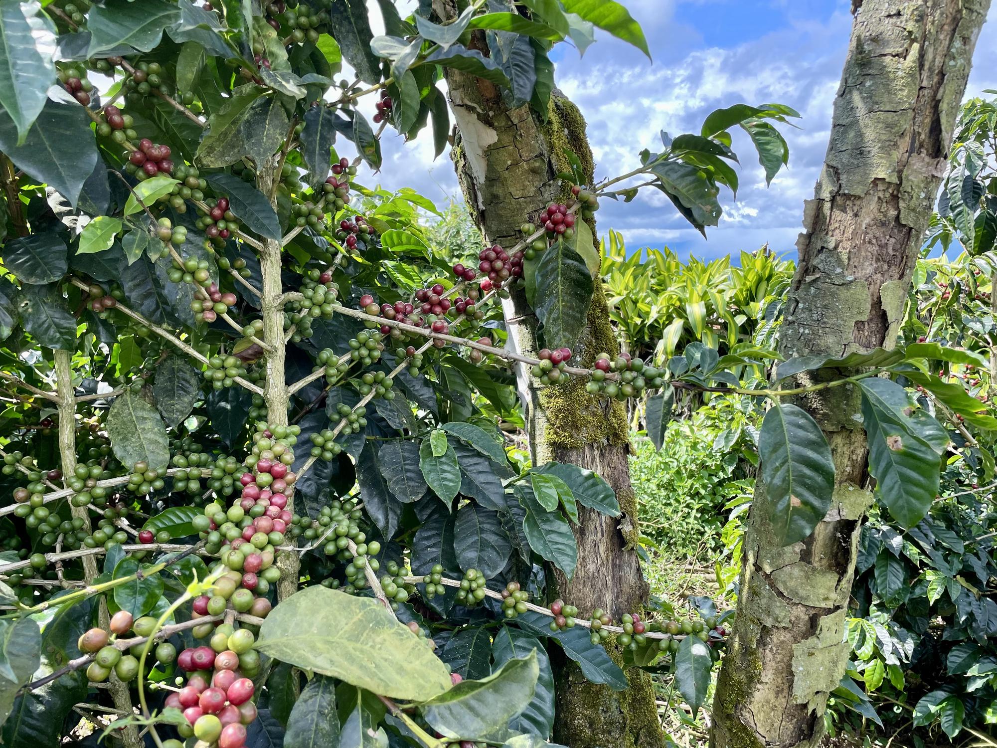 Robusta Coffee Exporter Brazil Robusta Coffee Supplier Brazil