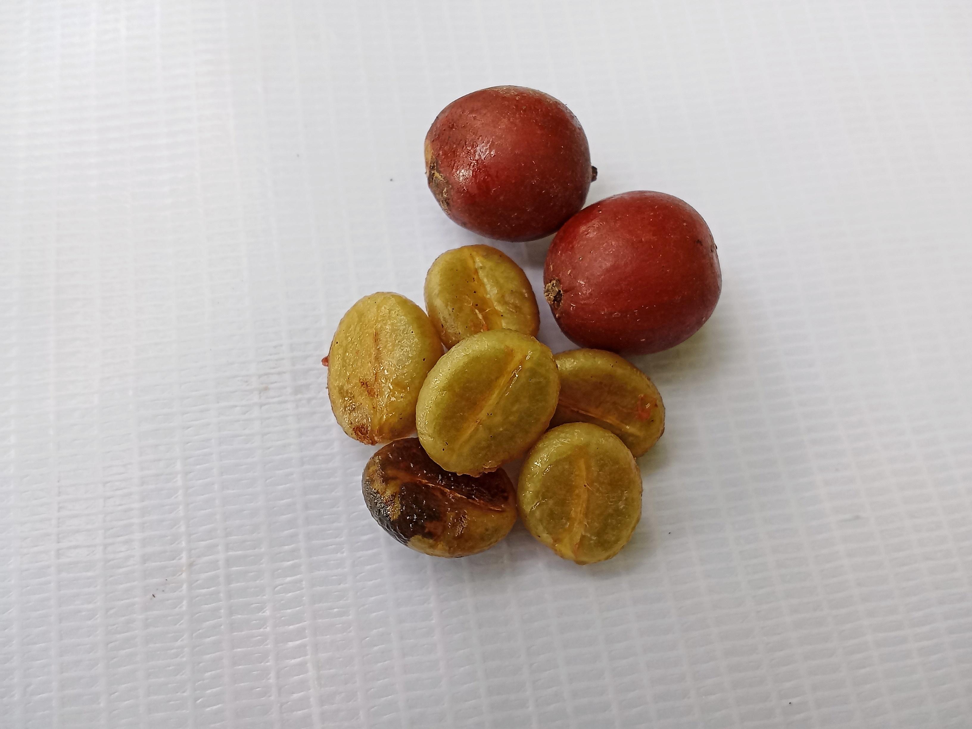 Liberica Coffee Exporter Brazil Liberica Coffee Supplier Brazil