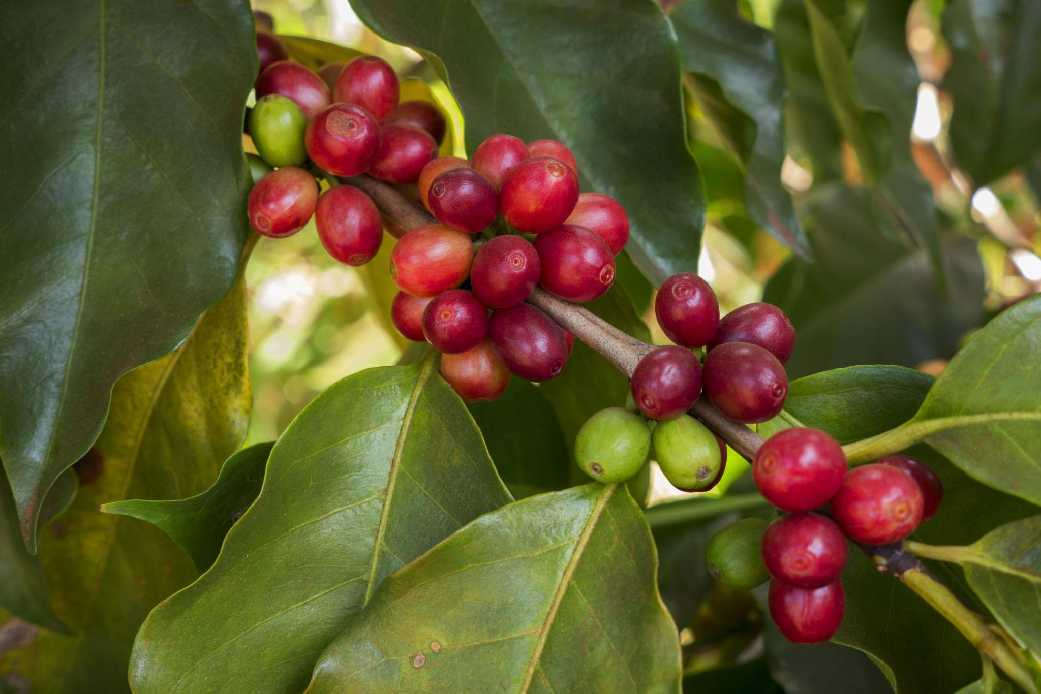 Excelsa Coffee Exporter Brazil Excelsa Coffee Supplier Brazil