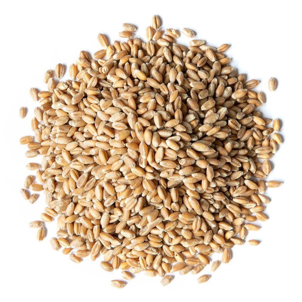 Hard Red Spring Wheat Exporter Brazil Hard Red Spring Wheat Supplier Brazil