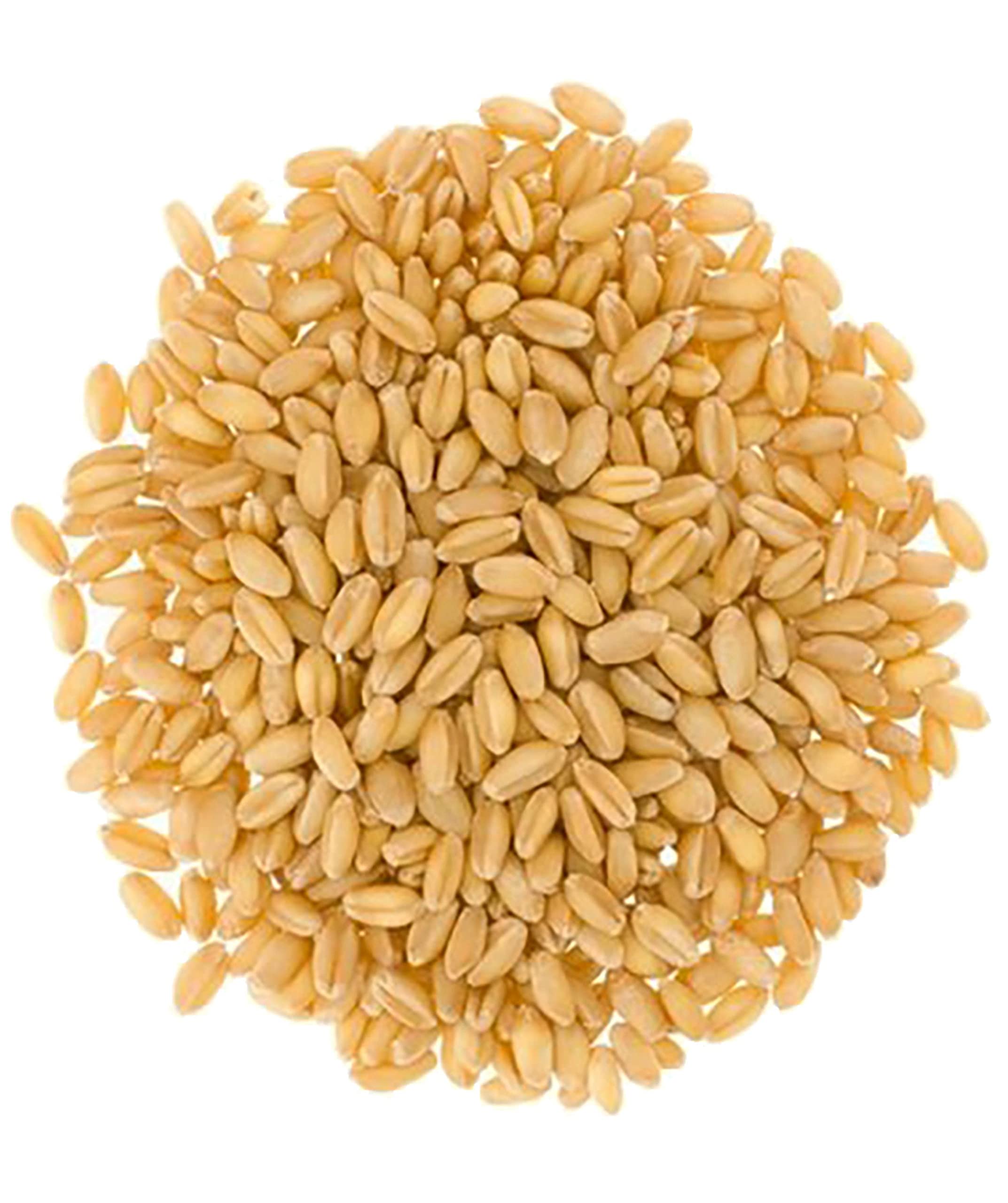 Soft White Wheat Exporter Brazil Soft White Wheat Supplier Brazil