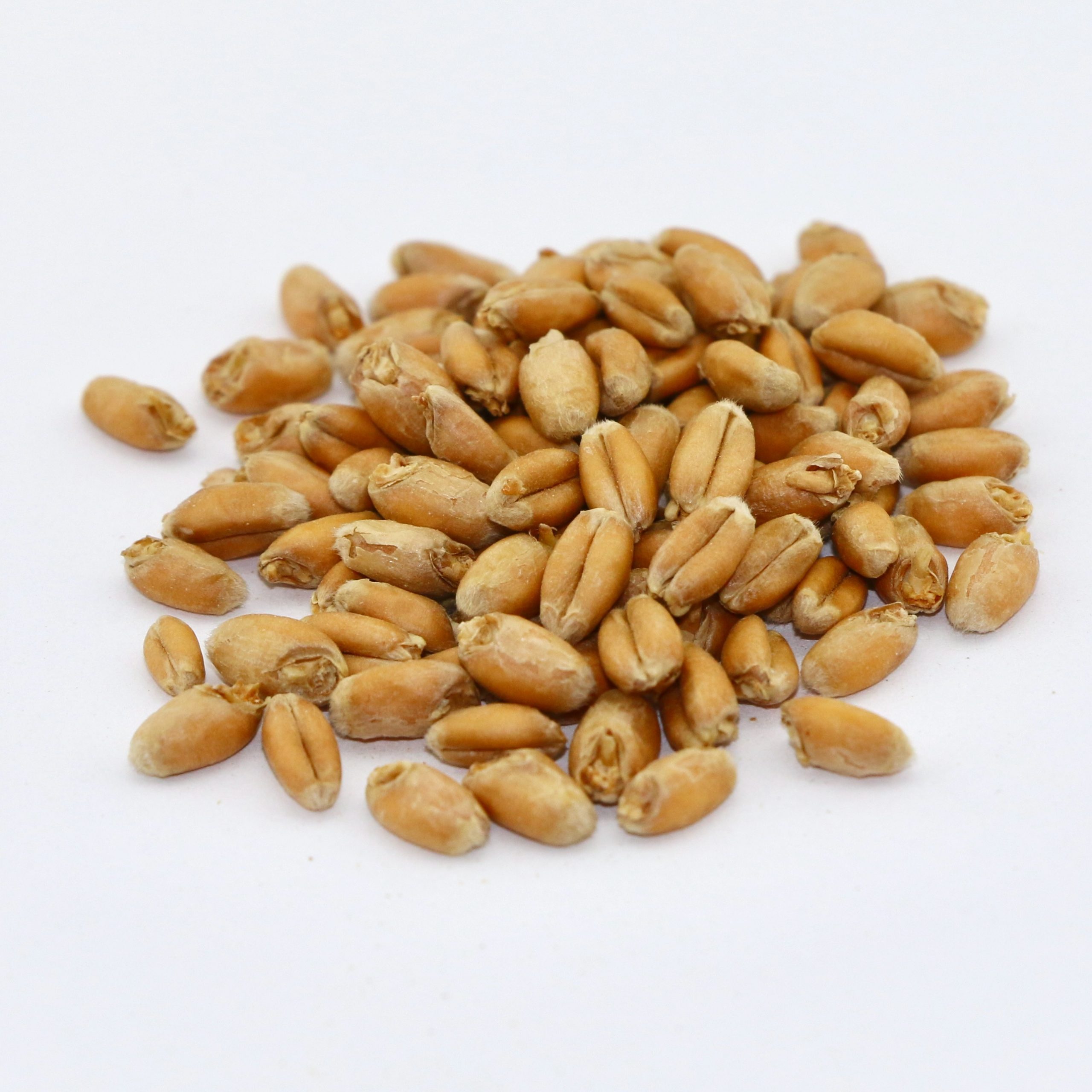 Soft Red Winter Wheat Exporter Brazil Soft Red Winter Wheat Supplier Brazil