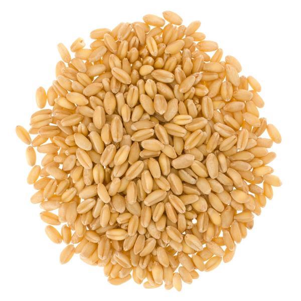 Hard White Wheat Exporter Brazil Hard White Wheat Supplier Brazil