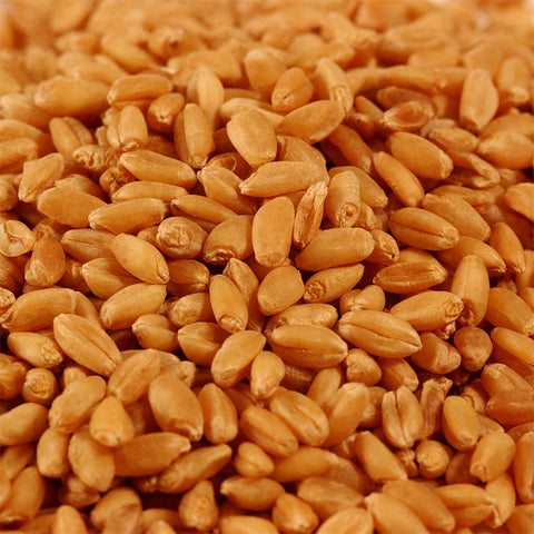 Hard Red Winter Wheat Exporter Brazil Hard Red Winter Wheat Supplier Brazil